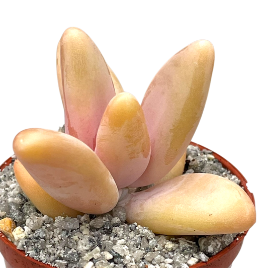 Pachyphytum fittkauii