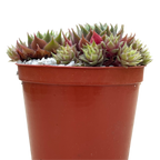 Sempervivum 'Kitty's'