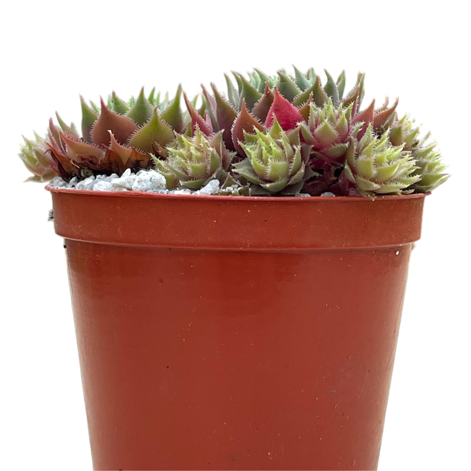 Sempervivum 'Kitty's'