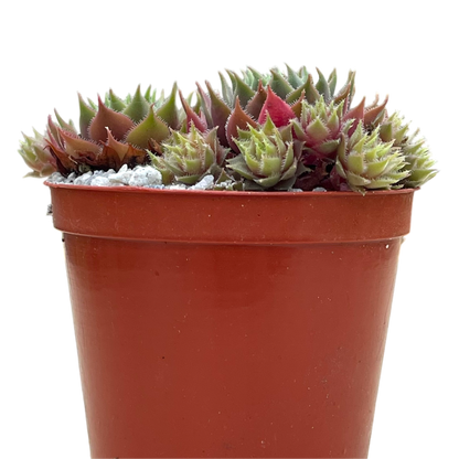 Sempervivum 'Kitty's'