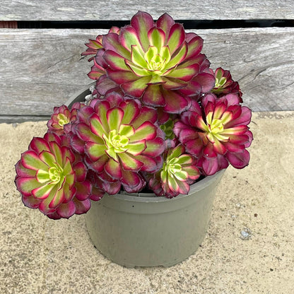 Aeonium 'Mardi Gras'