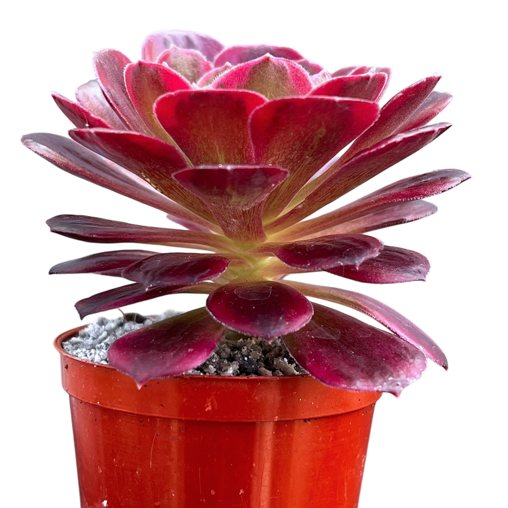 アエオニウム 'ハロウィン' 錦 (タイプ2) – Surreal Succulents アエオニウム 'ハロウィン' 錦 (タイプ2) – Surreal Succulents