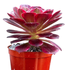 Aeonium 'Halloween' variegata (Form 2)