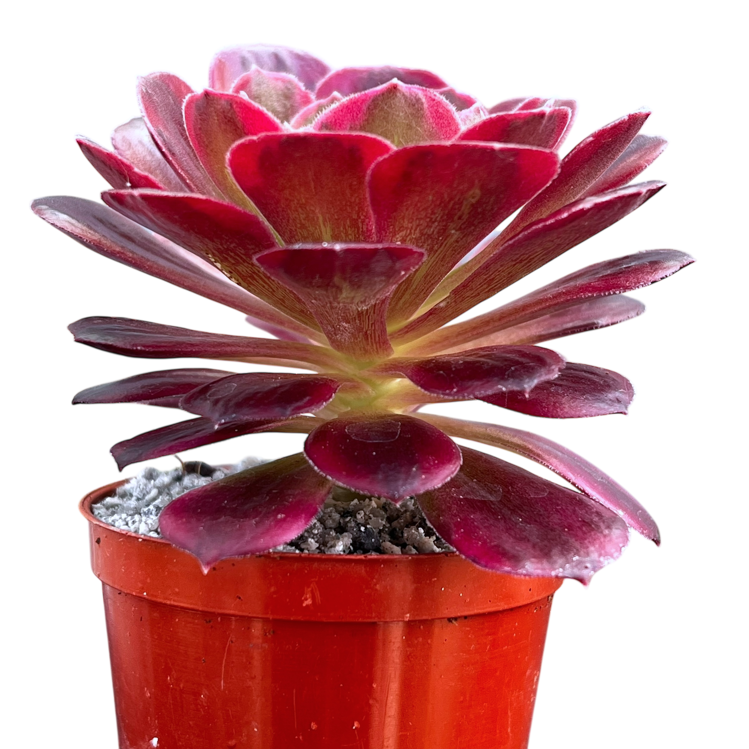 Aeonium 'Halloween' variegata (Form 2)