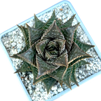 Haworthia limifolia