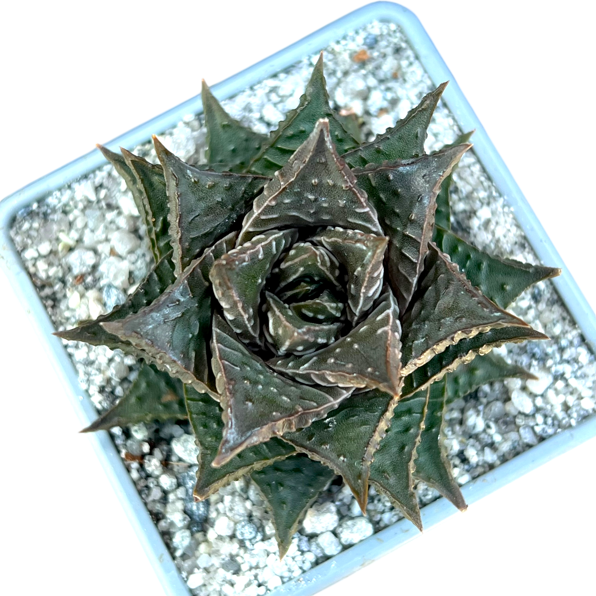 Haworthia limifolia