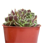 Jovibarba heuffelii 'Angel's Wings'