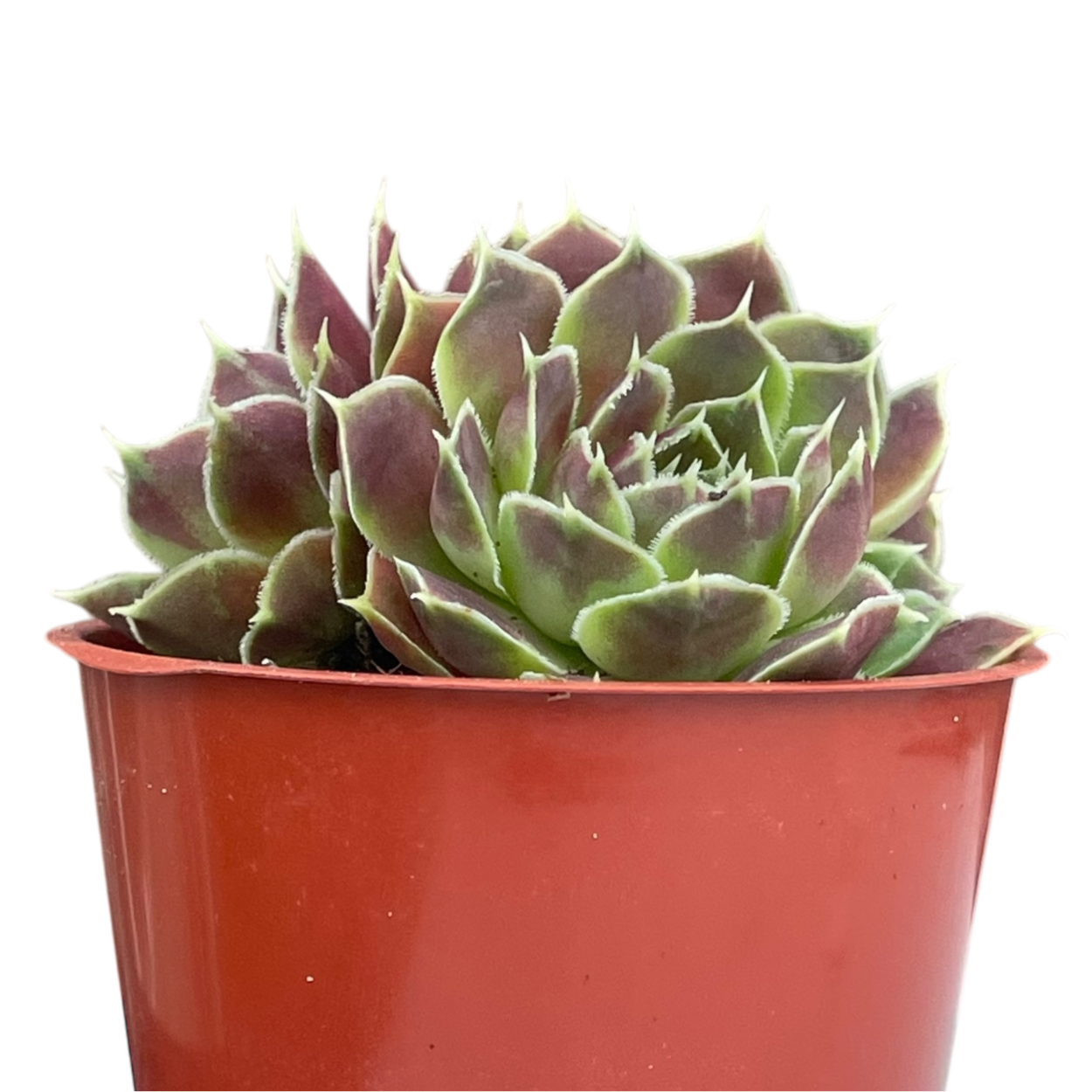 Jovibarba heuffelii 'Angel's Wings'