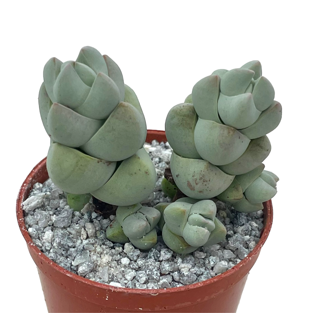 Crassula plegmatoides