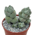 Crassula plegmatoides