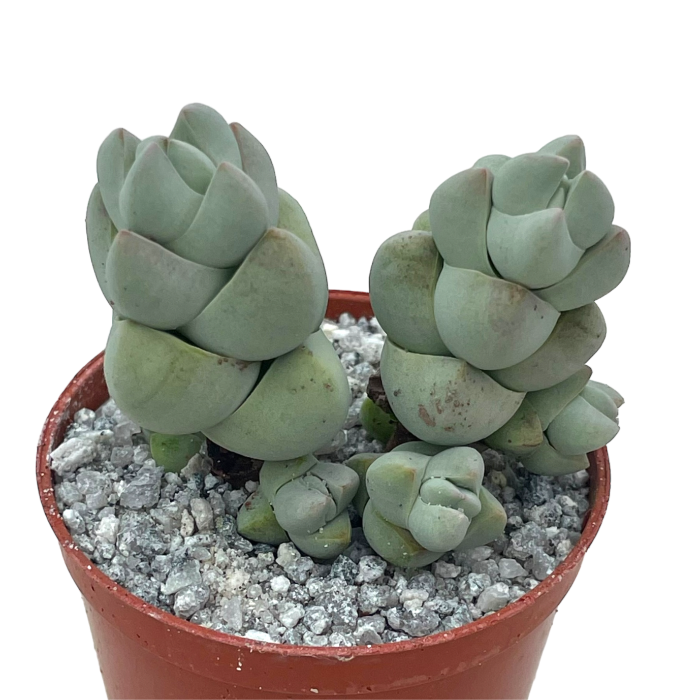 Crassula plegmatoides