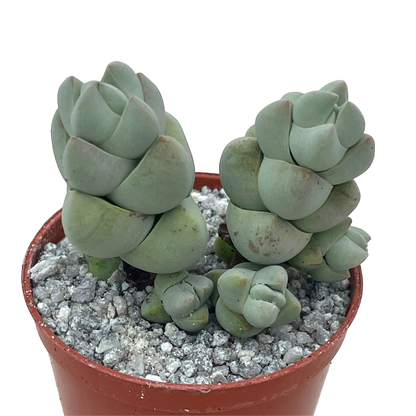 Crassula plegmatoides