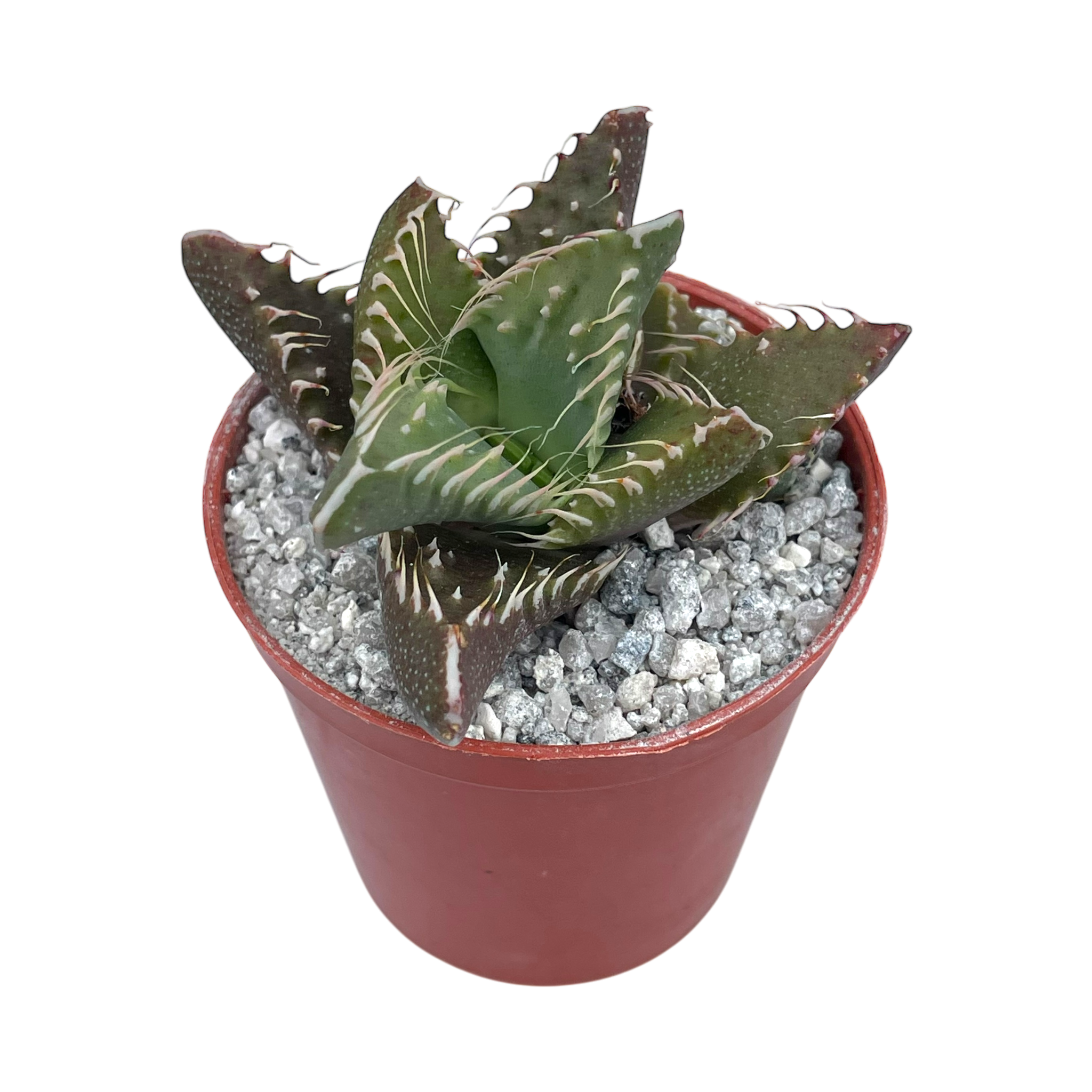 Faucaria tigrina