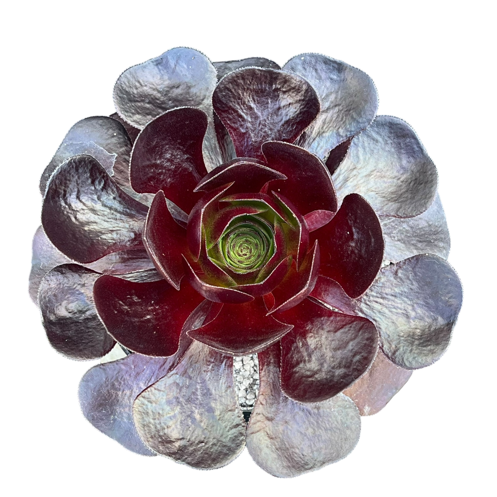 x Semponium 'Destiny'