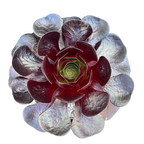 x Semponium 'Destiny'