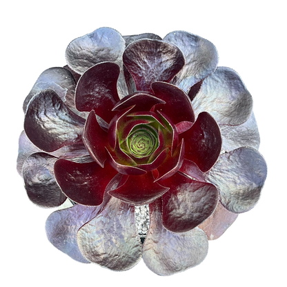 x Semponium 'Destiny'