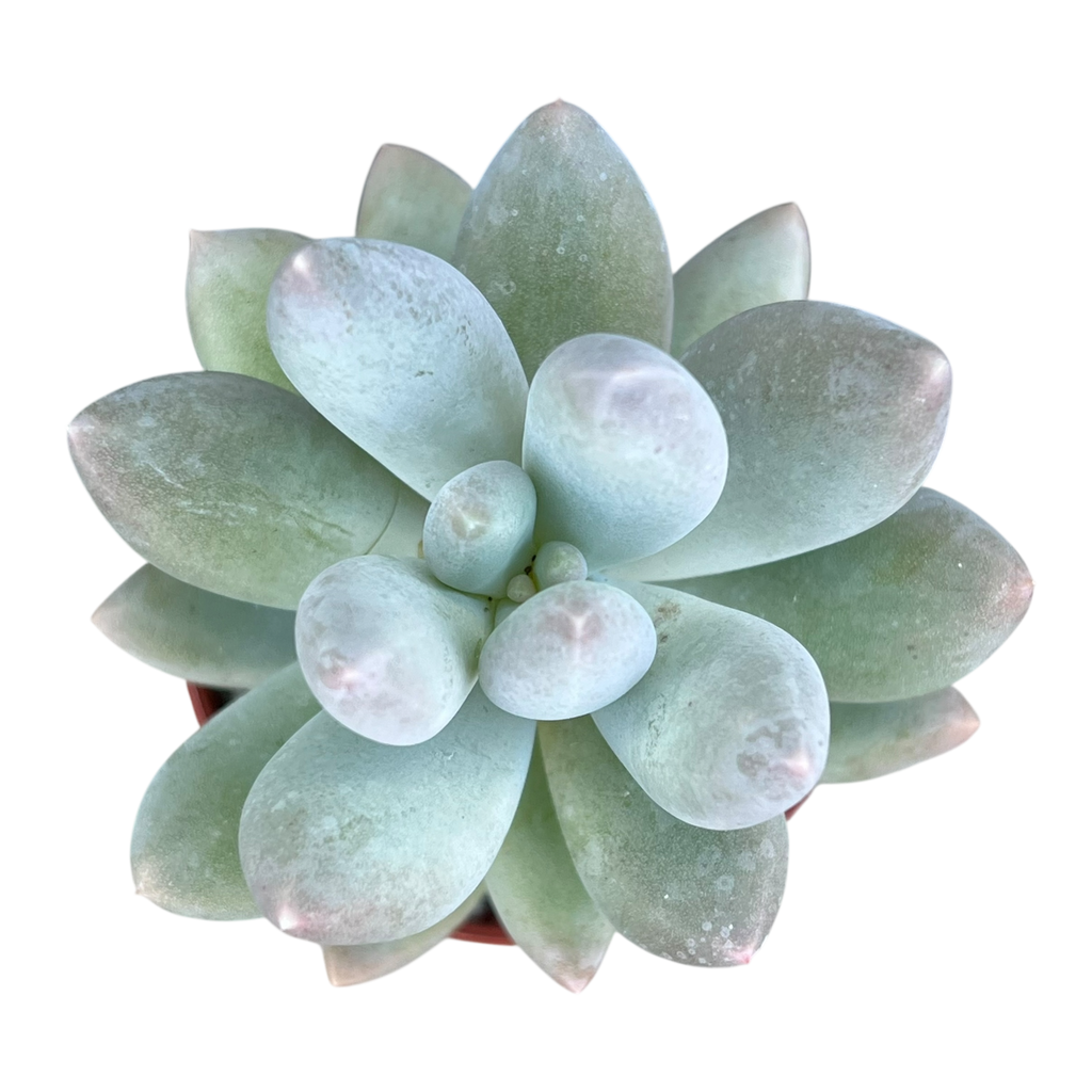 Pachyphytum 'Twilight'