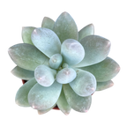 Pachyphytum 'Twilight'