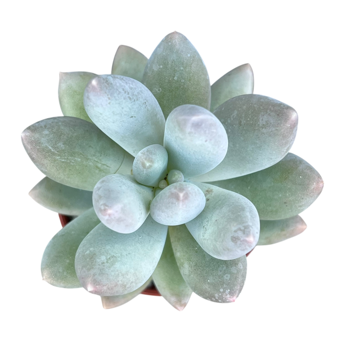 Pachyphytum 'Twilight'