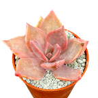 x Graptoveria 'Pearl Dazzler'