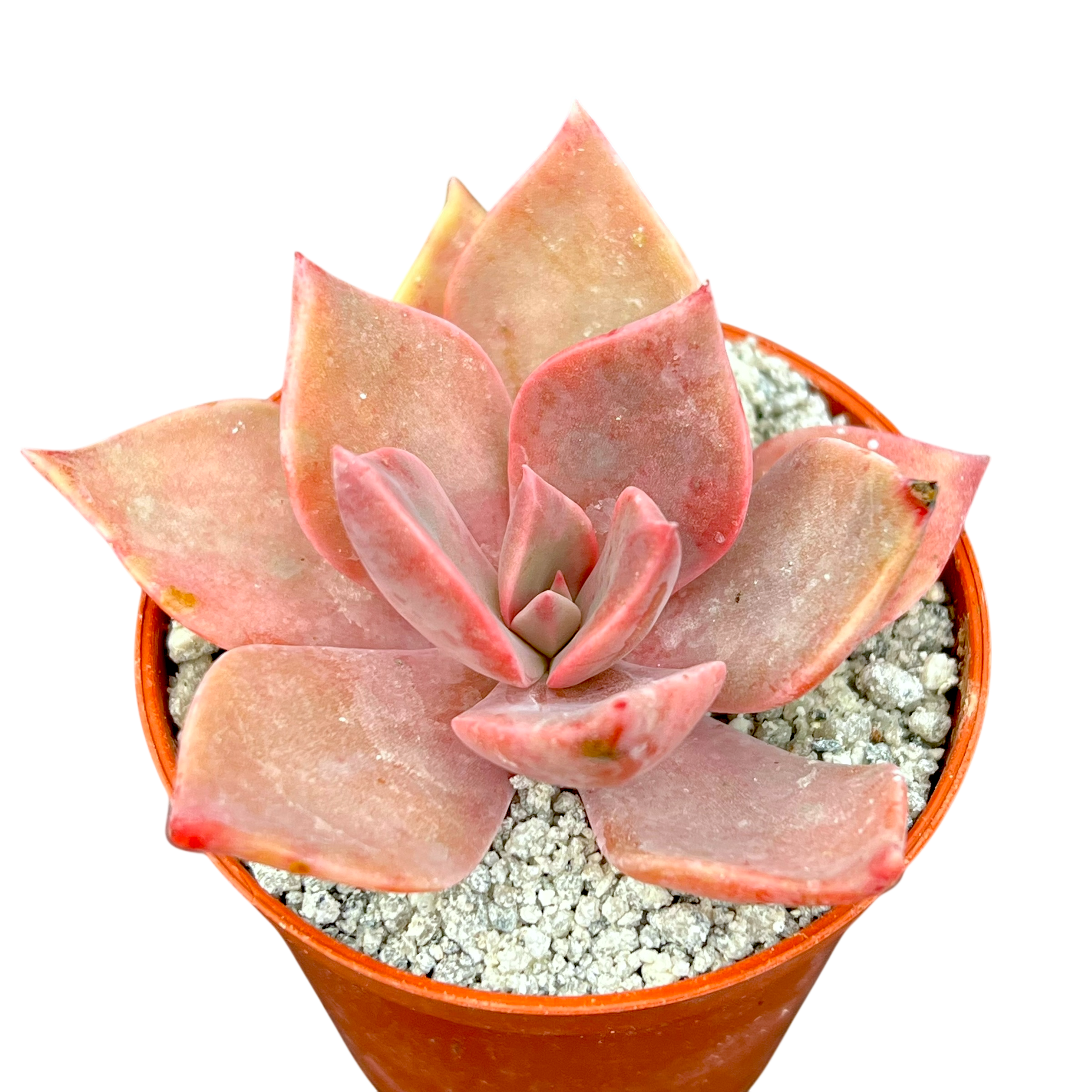 x Graptoveria 'Pearl Dazzler'