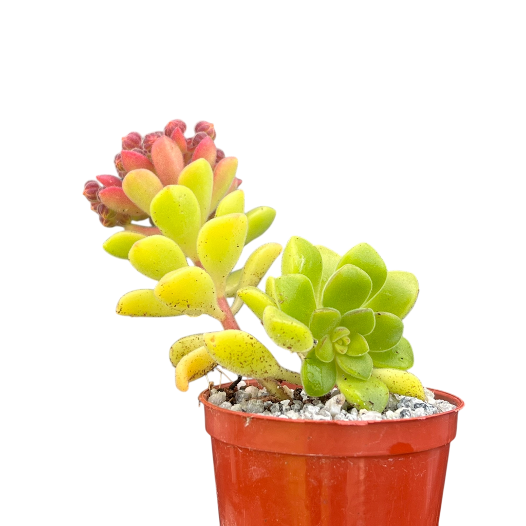 Aeonium lindleyi