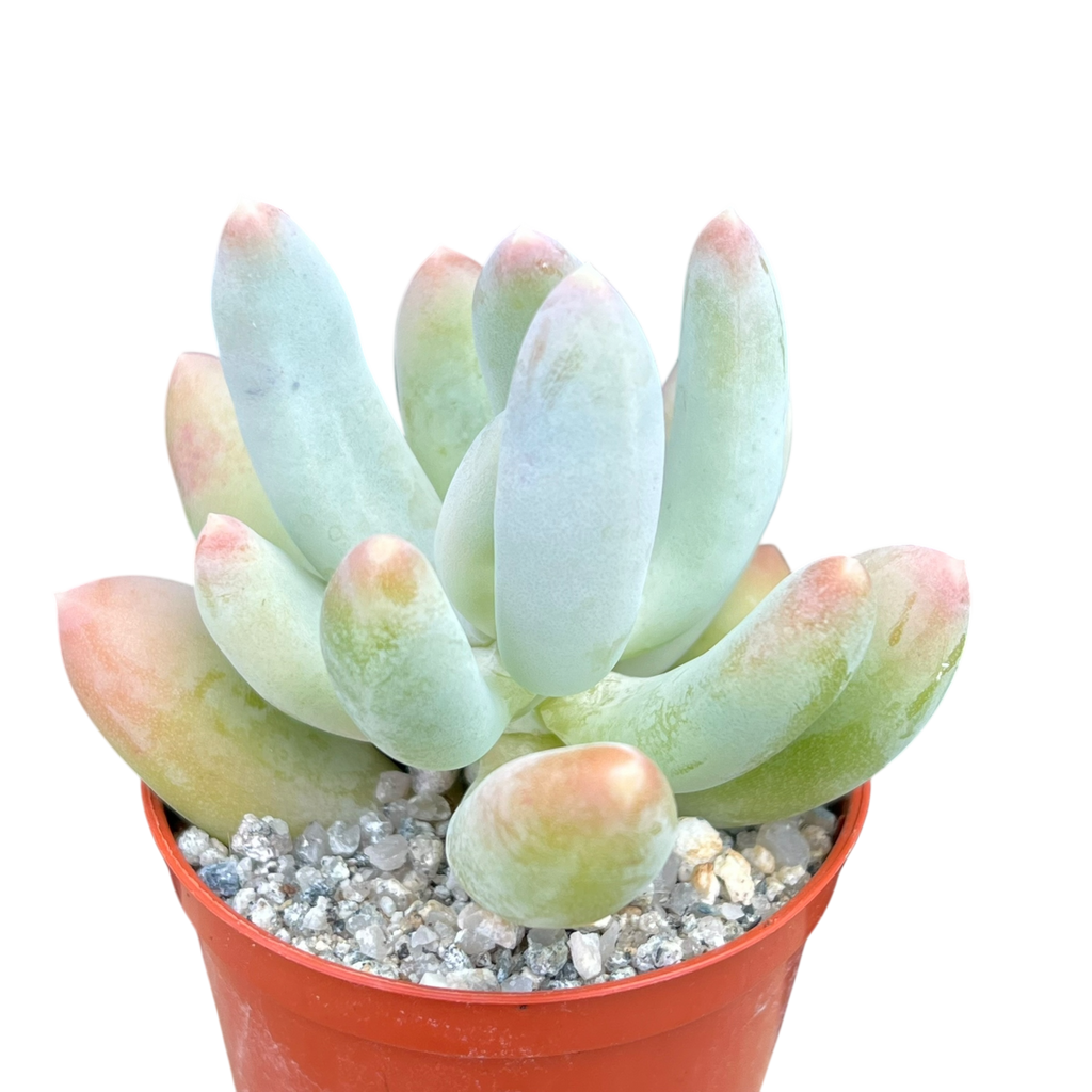 x Pachyveria 'Glossoides Glossot'