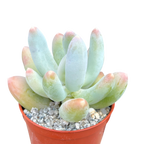 x Pachyveria 'Glossoides Glossot'