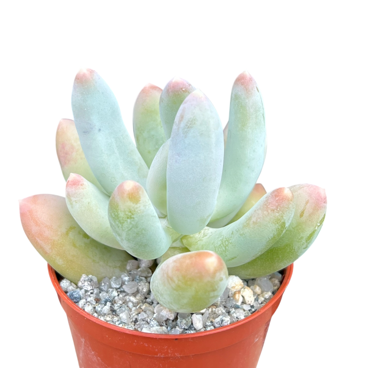 x Pachyveria 'Glossoides Glossot'