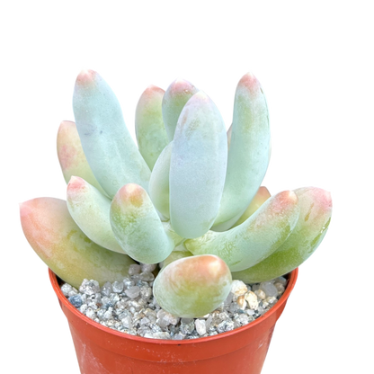 x Pachyveria 'Glossoides Glossot'