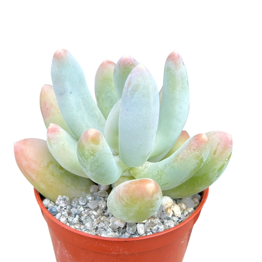 x Pachyveria 'Glossoides Glossot'