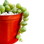 Curio rowleyanus | String of Pearls