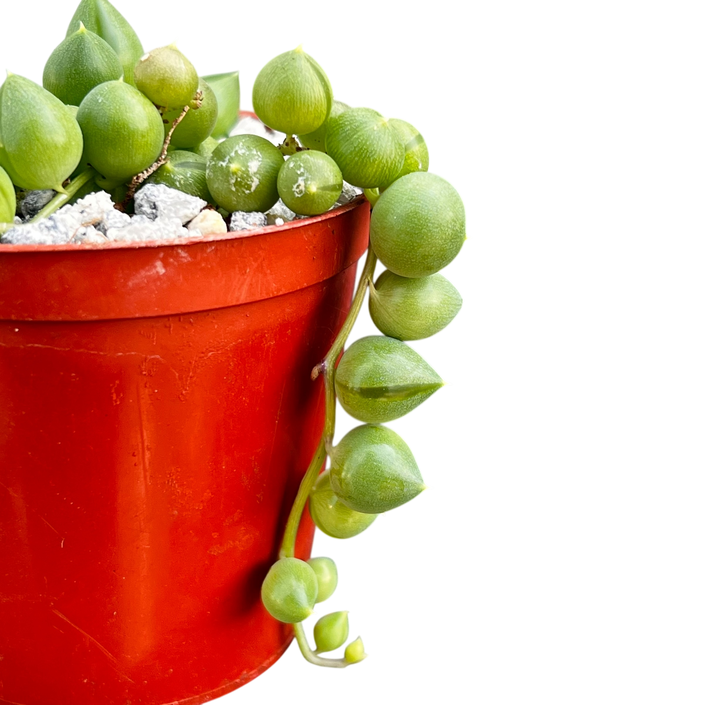 Curio rowleyanus | String of Pearls