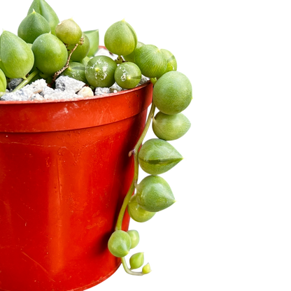 Curio rowleyanus (String of Pearls)