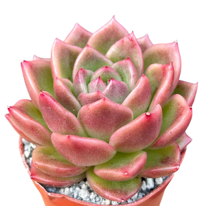 Echeveria 'Crystal Maze'