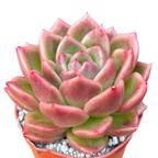 Echeveria 'Crystal Maze'