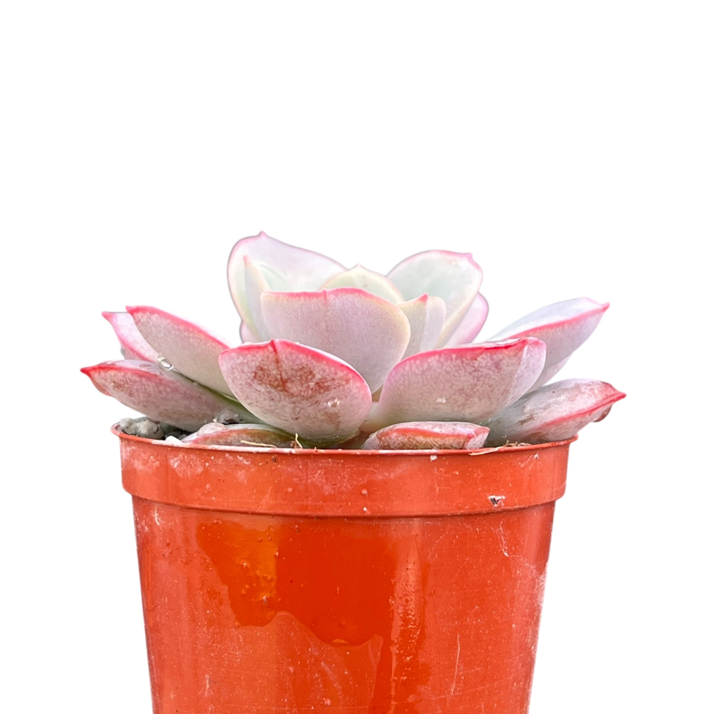 Echeveria subcorymbosa (Lau 026)