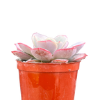 Echeveria subcorymbosa (Lau 026)