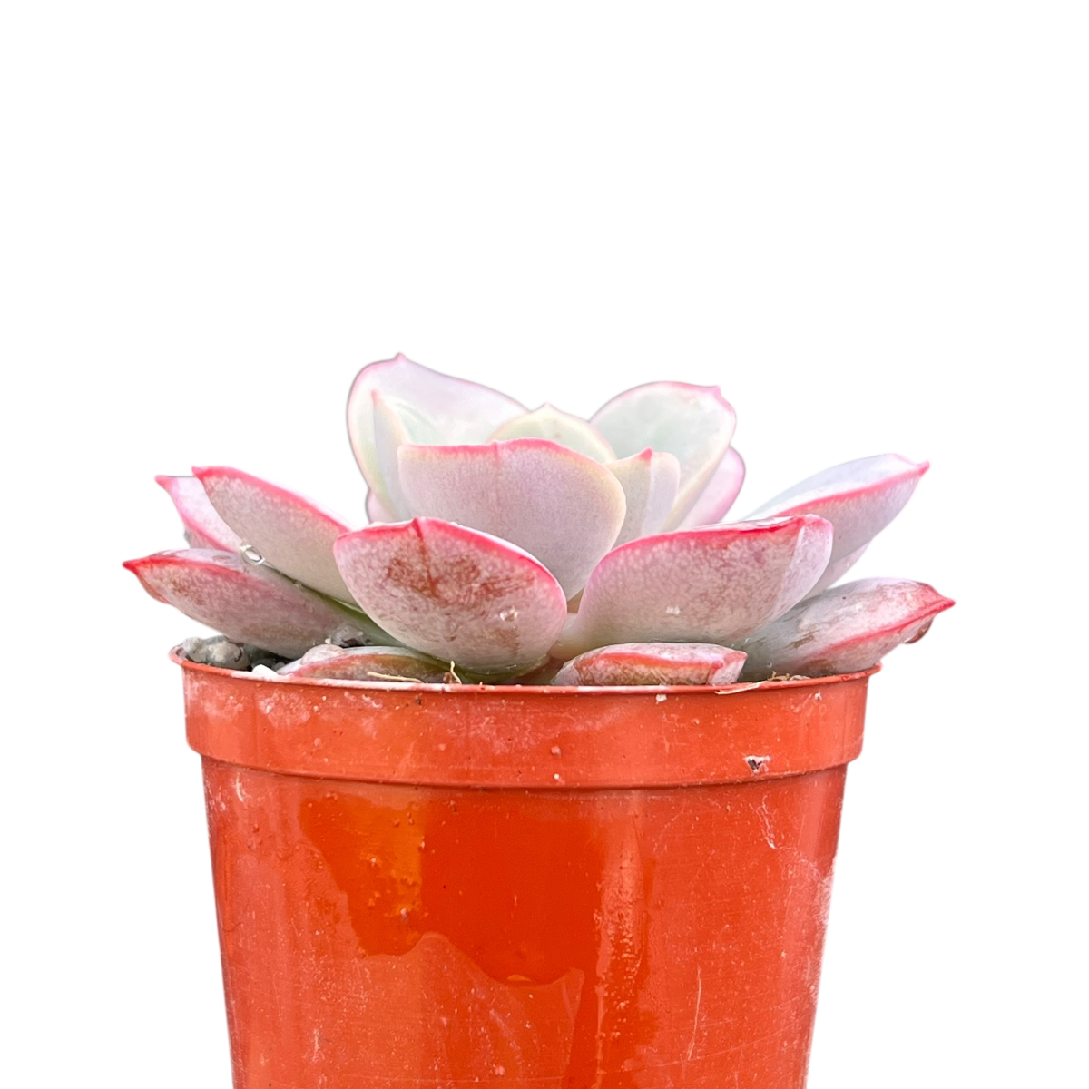 Echeveria subcorymbosa (Lau 026)