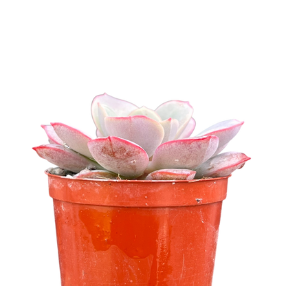 Echeveria subcorymbosa (Lau 026)
