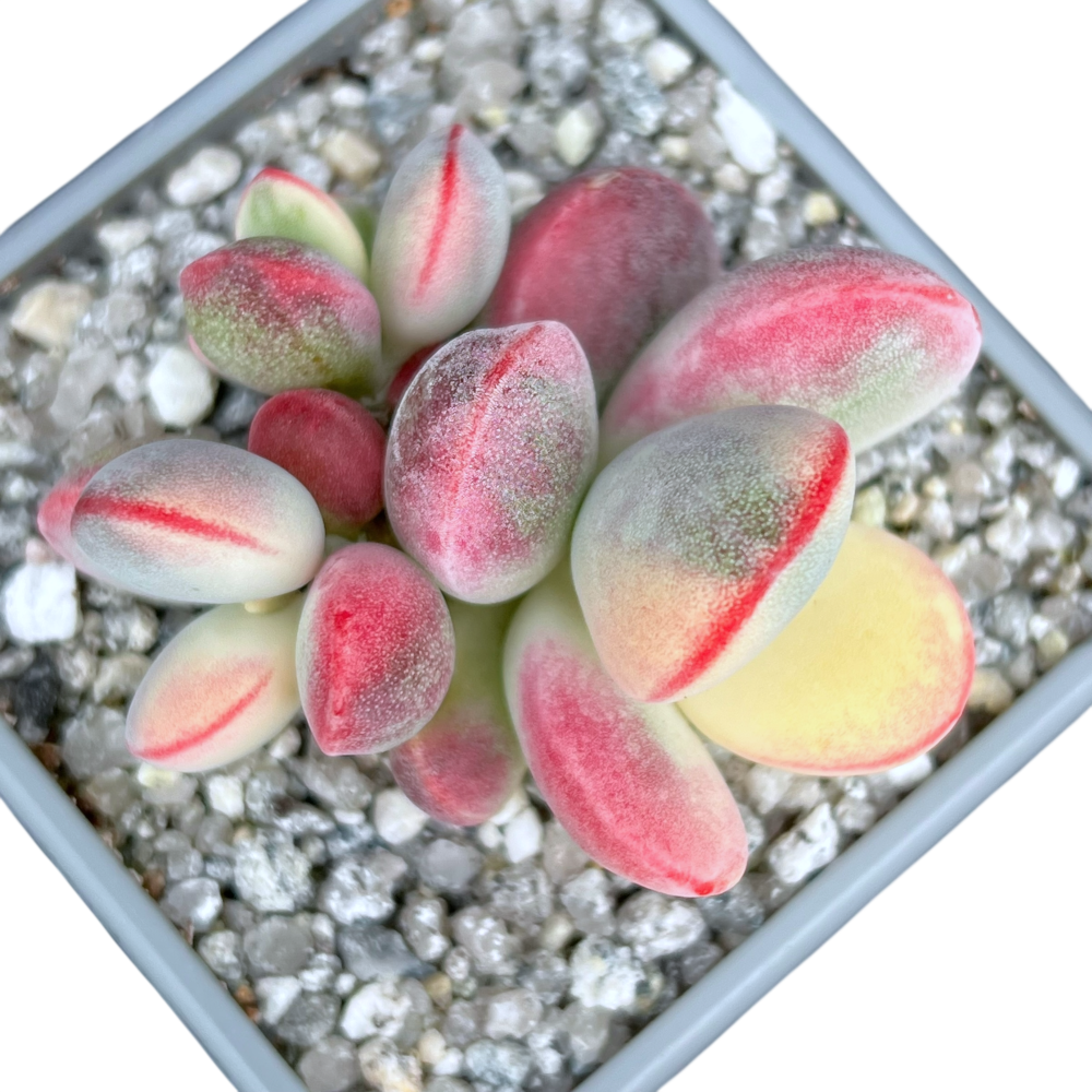 unicorn poop succulent Cotyledon orbiculata