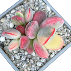 Cotyledon orbiculata | Unicorn Poop