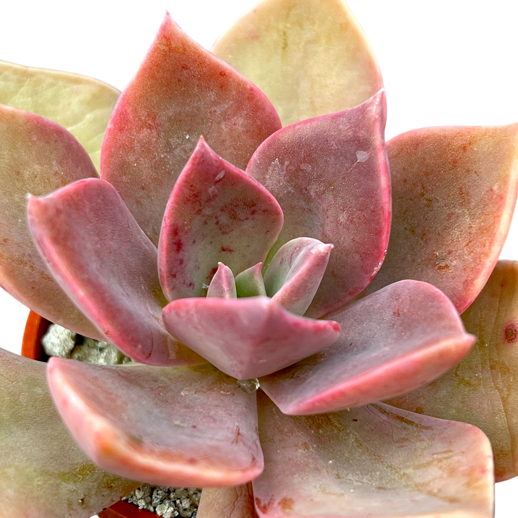 x Graptoveria 'Douglas Huth'