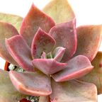 x Graptoveria 'Douglas Huth'