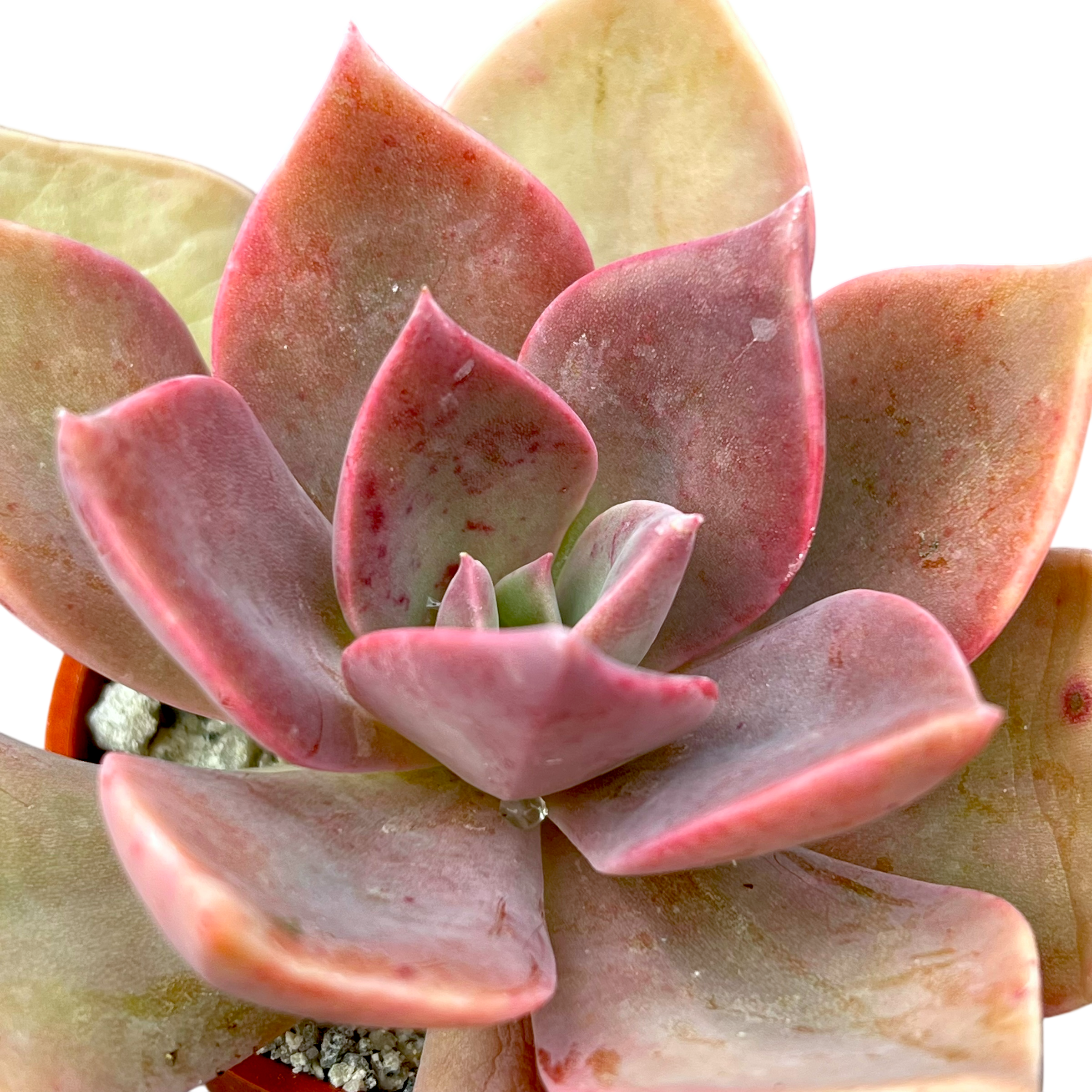 x Graptoveria 'Douglas Huth'