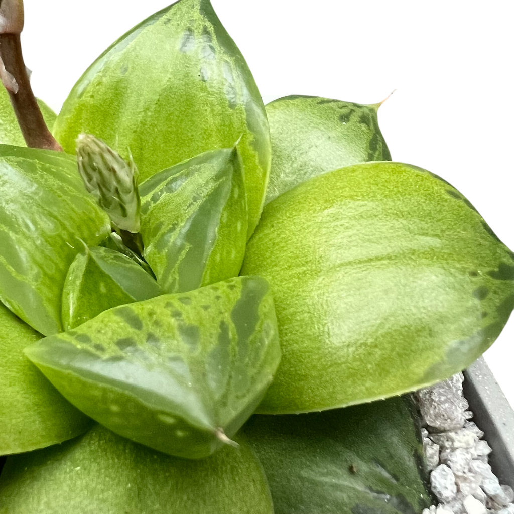 Haworthia 'Green Giant'