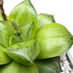 Haworthia 'Green Giant'