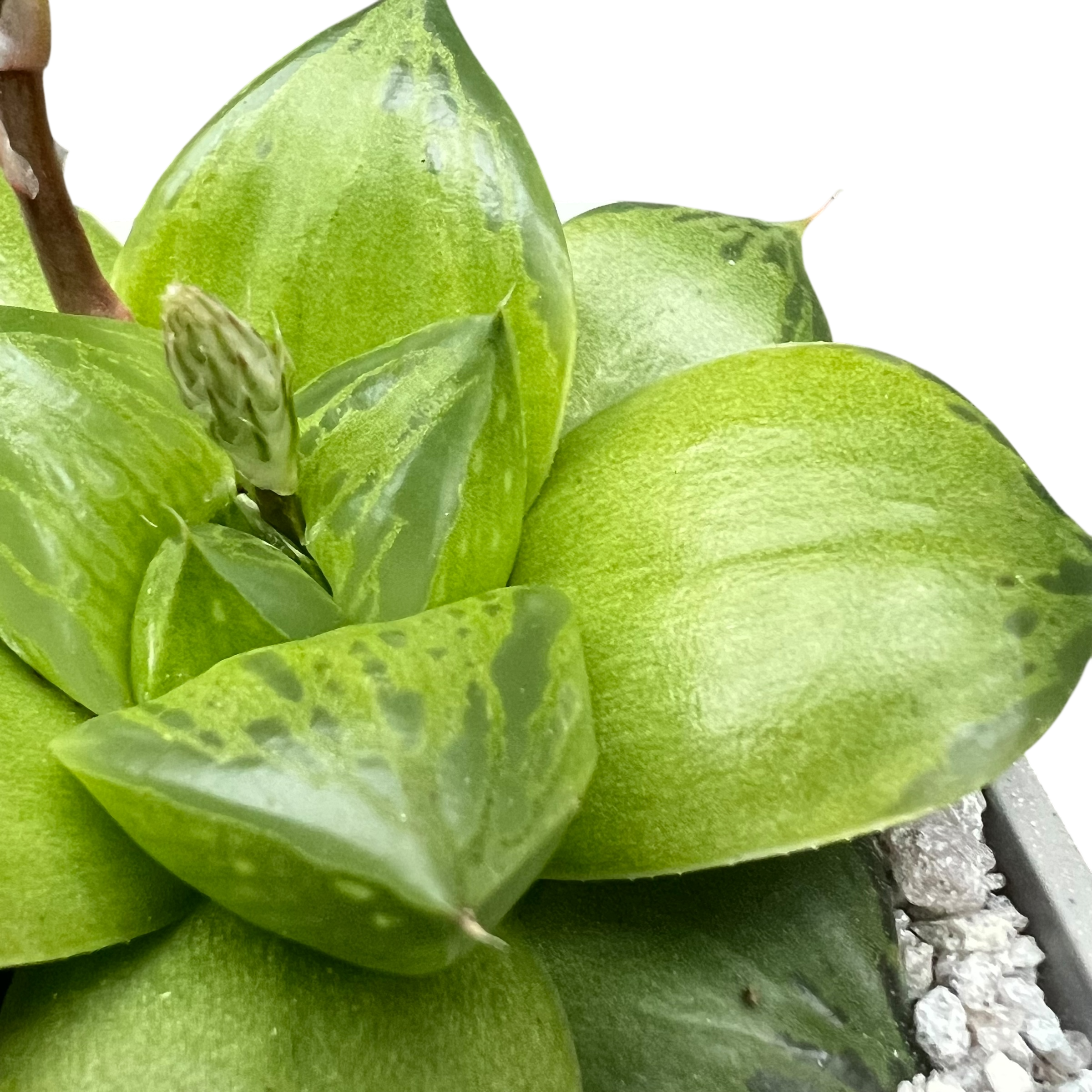 Haworthia 'Green Giant'