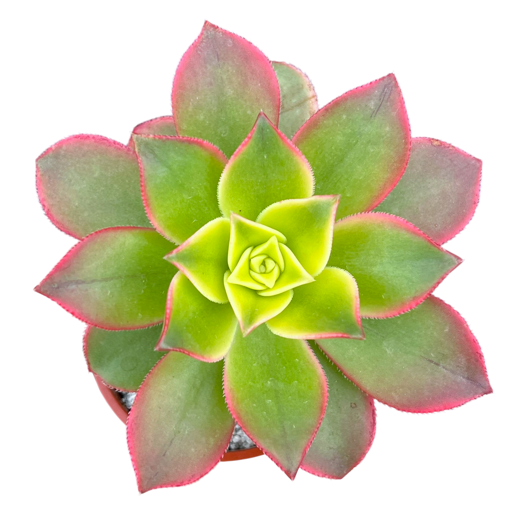 Aeonium 'Kiwi'