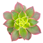 Aeonium 'Kiwi'